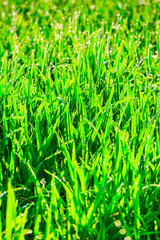 Obraz premium Close up of fresh thick grass with water drops in the early