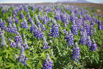 Typical Icelandic violet blooming flowers (Lupins) in the broad flower field in central Iceland 