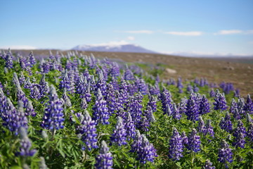 Fototapeta premium Typical Icelandic violet blooming flowers (Lupins) in the broad flower field in central Iceland 