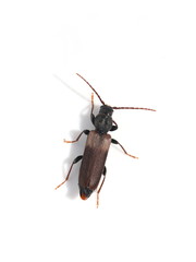 Brown spruce longhorn beetle Tetropium fuscum on white background