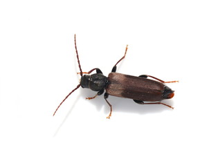 Brown spruce longhorn beetle Tetropium fuscum on white background