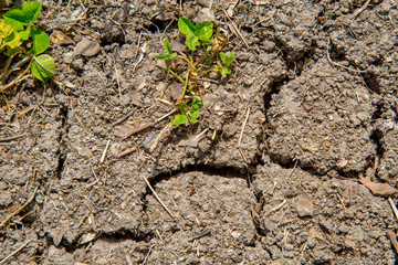 small sprout growing on cracked earth.