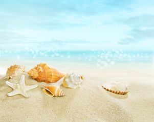 Fototapeta na wymiar Starfish and shells on the beach.
