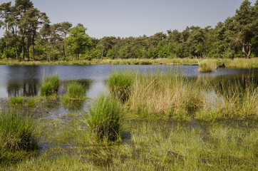 The Overasseltse Ven