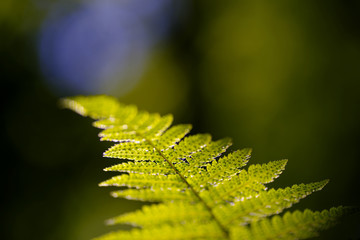 Pteridium aquilinum (bracken, brake or common bracken)
