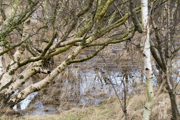 Natur 