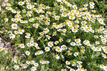 Field of white daisies in sunlight against a background of green foliage