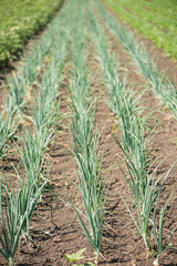 green onion at farm field land
