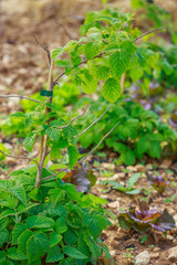 bushes of raspberries in town garden