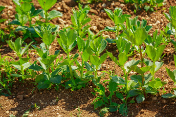 Organic vegetable garden, growing palnt.