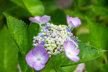 紫陽花の花と蕾　咲きはじめ