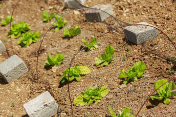 Close-up of salad plants protected in a city garden