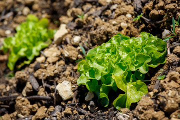 Close-up of salad plants planted in a city garden