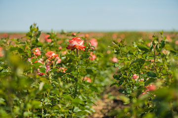 fresh colorful farm roses at summer farm field