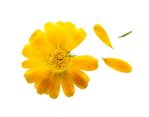 Pressed and dried delicate flower of calendula officinalis. Isolated