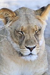 Lioness sleeping