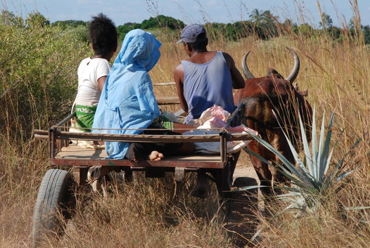 z&eacute;bu Madagascar