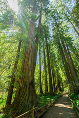 Giant redwoods in Muir Woods National Monument near San Francisco, California