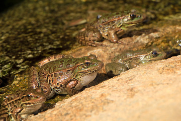 Frogs sitting on a rock by a pond