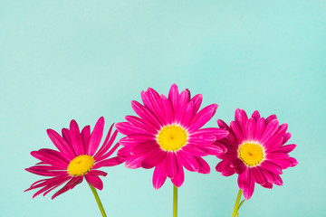 Three pink pyrethrum flowers on blue sky as background.