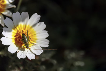 A green grasshopper sits on a wild chrysanthemum flower