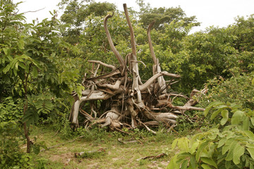 African savannah summer pictrures wild safari Tanzania Rwanda Botswana Kenya