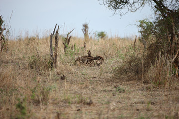 African savannah summer pictrures wild safari Tanzania Rwanda Botswana Kenya