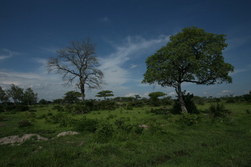 Fototapeta na wymiar African savannah summer pictrures wild safari Tanzania Rwanda Botswana Kenya