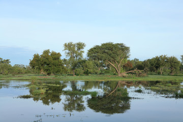 African savannah summer pictrures wild safari Tanzania Rwanda Botswana Kenya