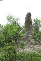 African savannah summer pictrures wild safari Tanzania Rwanda Botswana Kenya