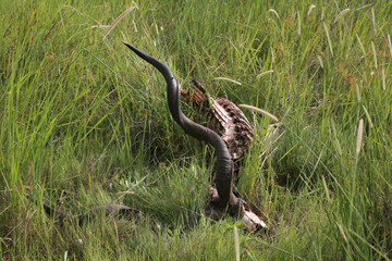 African savannah summer pictrures wild safari Tanzania Rwanda Botswana Kenya