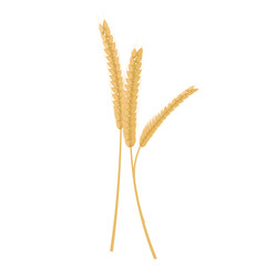 Vector illustration of wheat spikes, isolated, on the white background.