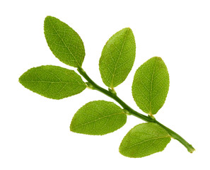 Blueberry leaves isolated without shadow