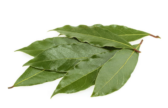 Fresh bay leaves isolated