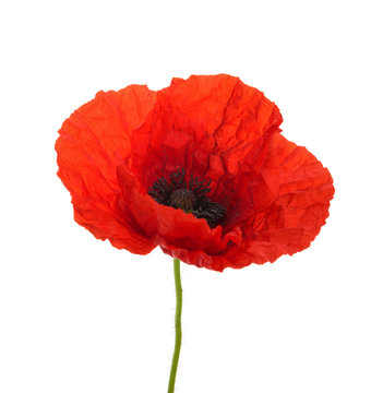 Poppy flower isolated without shadow