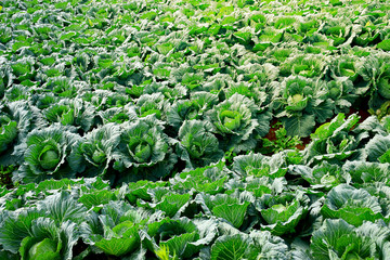 Cabbage farm on the mountain in Thailand
