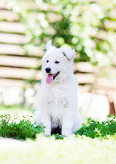 Puppy white shepherd dogs outdoors