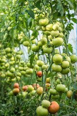 Growing tomatoes in a greenhouse under drip irrigation