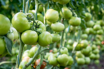 Green fruits of tomatoes on a row in a greenhouse