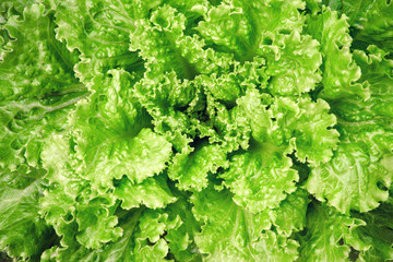 bunch of fresh green salad, vegetable background