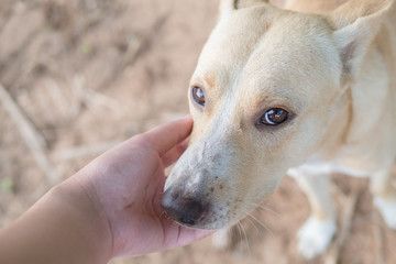 Hand to the dog expression merciful asia dog