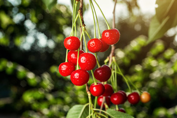 cherry orchard,Cherry tree,Ripe sour cherries growing on cherry tree,Cherries hanging on a cherry tree branch,fruit summer concept