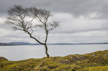 Fototapeta na wymiar Tree at Sea in Scotland