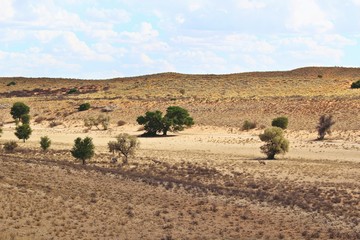 Fototapeta na wymiar Dry landscape in the Kgalagadi Transfrontier National Park