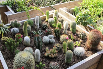 Cacti in wooden planter box