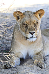 Lioness sleeping