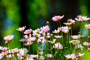 Obraz na płótnie Canvas Marguerite - flowers in green spring garden