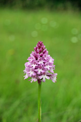 Pyramidal Orchid