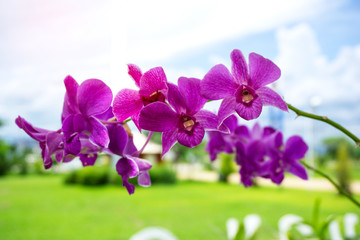 Fototapeta na wymiar The beauty of purple orchids ( violet orchids ) blooming blossom amidst outdoor parks.