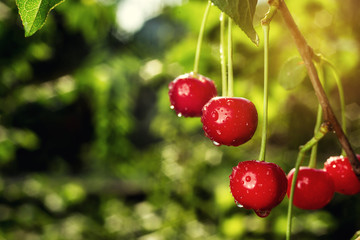 cherry orchard,Cherry tree,Ripe sour cherries growing on cherry tree,Cherries hanging on a cherry tree branch,fruit summer concept